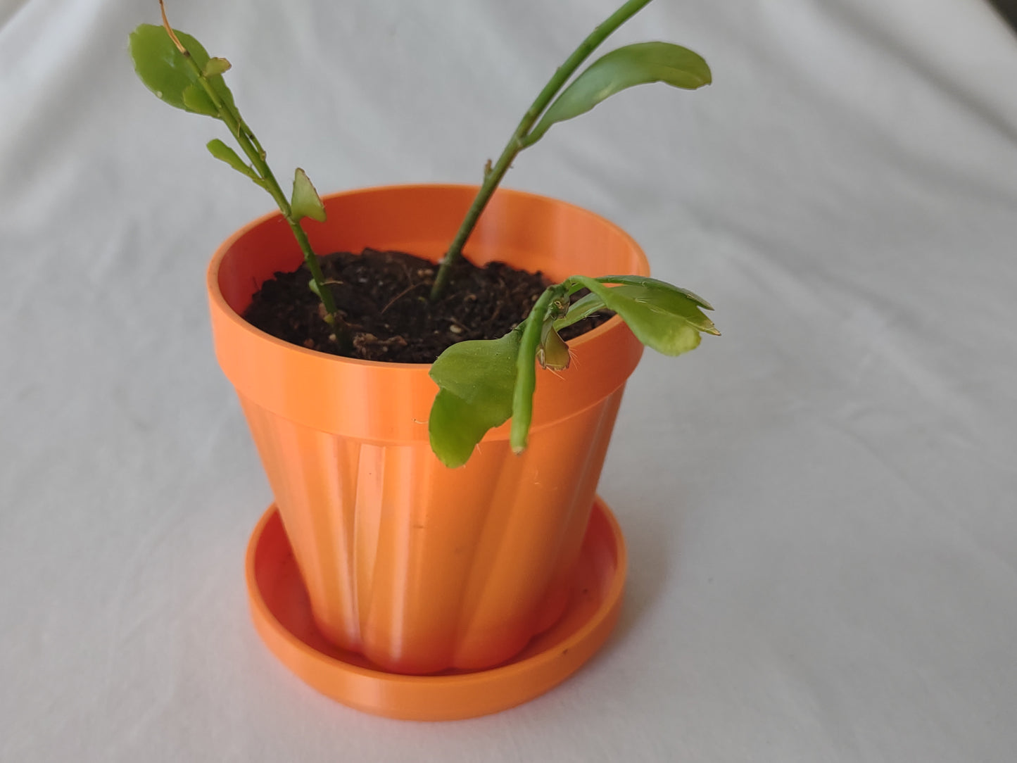 Little Pot o' Mine - Twisted - Planter
