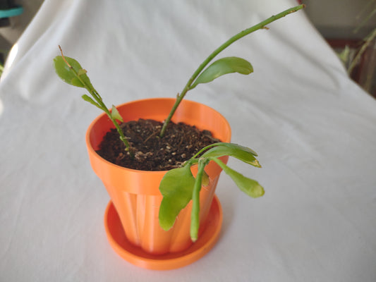 Little Pot o' Mine - Planter